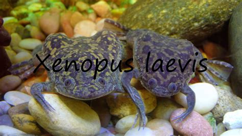 xenopus laevis|xenopus laevis pronunciation.